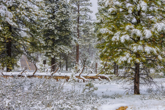 Snow falling in the forest.