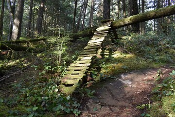Mountain bike trail with challenging wooden boardwalk and ramp. Mossy and run down.