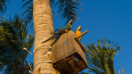 macaw mother and her cub