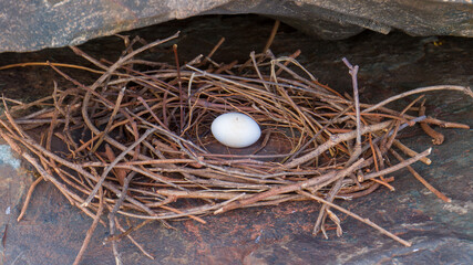 bird's nest with an egg
