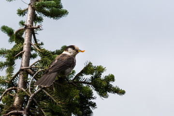 Canada jay sitting on pine tree with a chip in its beak