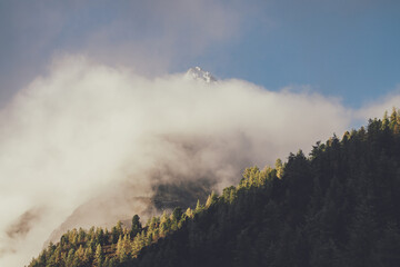 Beautiful mountain landscape with sharp pinnacle with snow above dense low clouds and coniferous forest on mountainside in golden sunshine. Wonderful scenery with snowy pointed peak over thick clouds.