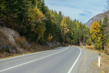 Fototapeta premium Colorful autumn landscape with larches with yellow branches along mountain highway. Coniferous forest with yellow larch trees along mountain road in autumn colors. Highway in mountains in fall time.