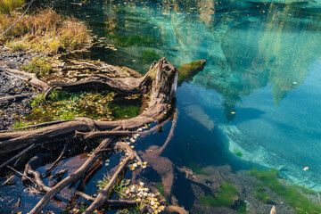Colorful autumn landscape with tree stump in clear water of turquoise lake with reflection of yellow trees in sunshine. Mountain lake in golden autumn colors. Unusual transparent lake in fall time.
