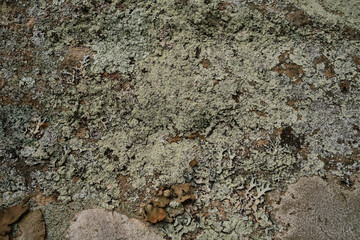 Pale green lichen texture on rock