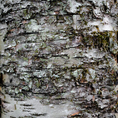 Cracked birch bark with lichen texture