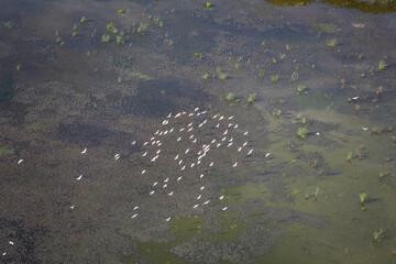 Birds over Wetlands of Croatia