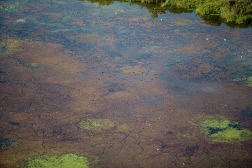 Birds over Wetlands of Croatia