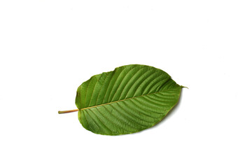 Fototapeta premium Mitragyna speciosa