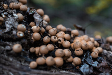 mushrooms on a tree