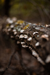 Fototapeta na wymiar fungi growing on a tree in nature