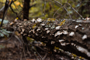 fungi growing on a tree in nature