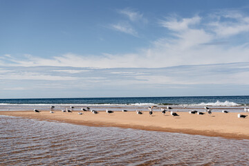 flock of seagulls on a sandbar  © Leslie Rodriguez