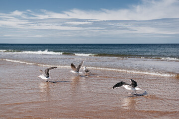 seagulls on the beach