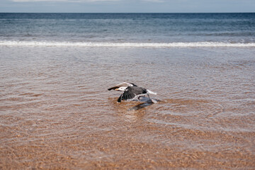 gull on the beach