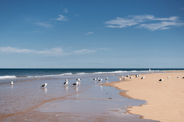 Fototapeta na wymiar beautiful landscape photo of seagulls on the beach