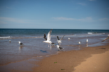 Seagulls on the beach