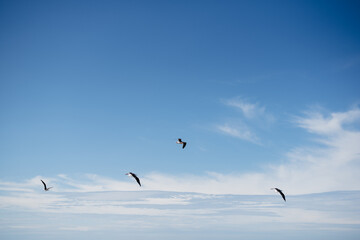 flock of seagulls flying against a minimal blue sky