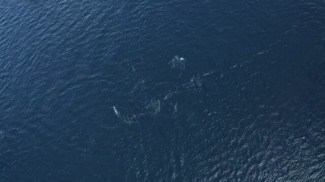 Aerial view of dolphins swimming in group in open water near Reunion island coastline.