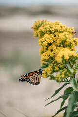 Peaceful photo of a butterfly flying on a goldenrod in nature