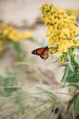 flying butterfly spreading wings on a yellow goldenrod in the desert