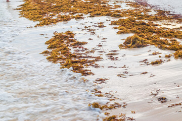 Sargasso seaweed at the edge of the caribbean sea