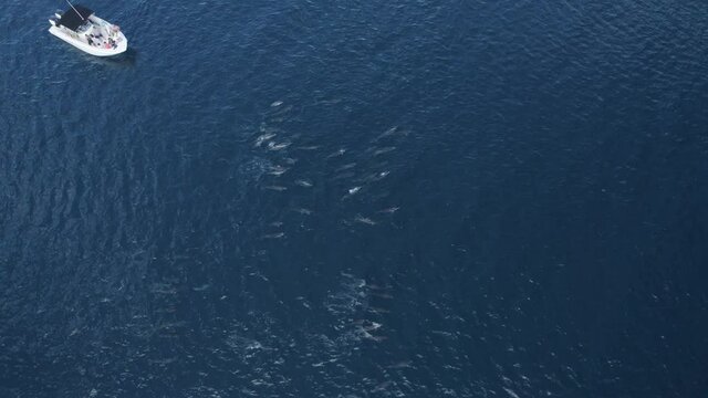 Aerial view of dolphins swimming in group in open water near Reunion island coastline.