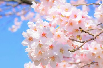 桜と青空、桜の花、クローズアップ