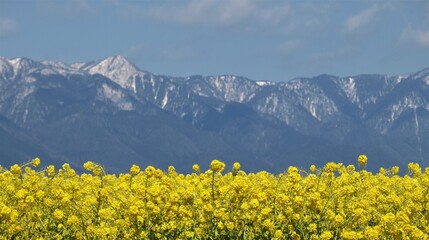 早春の菜の花畑と冠雪の山並み、日本の春の風景、滋賀県守山市

