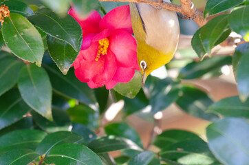Japanese white eye with flowers of sasanqua