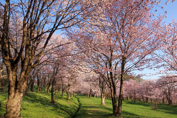 Obraz premium 桜が満開の公園 