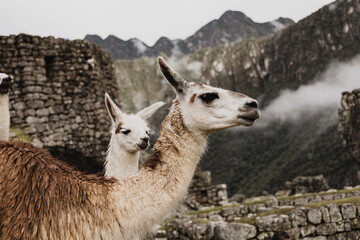 llama