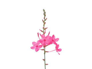 Indian leadwort or scarlet leadwort (Plumbago indica) plant flower isolated on white background