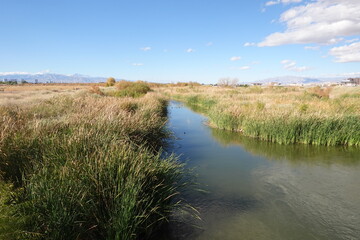 lake in the field