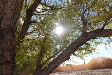 Obraz premium trees in the park