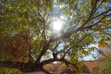 trees in the forest