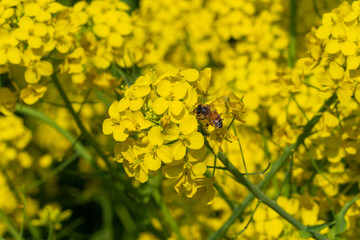 Rapeseed - Brassica napus - are bloom and honey bee comes at the flower in sunny day, JAPAN.