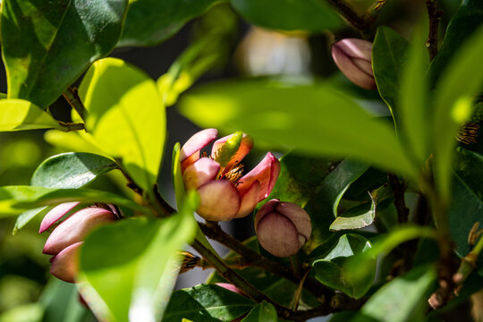 Flower of Magnolia Figo - Michelia figo - are bloom in Japan.