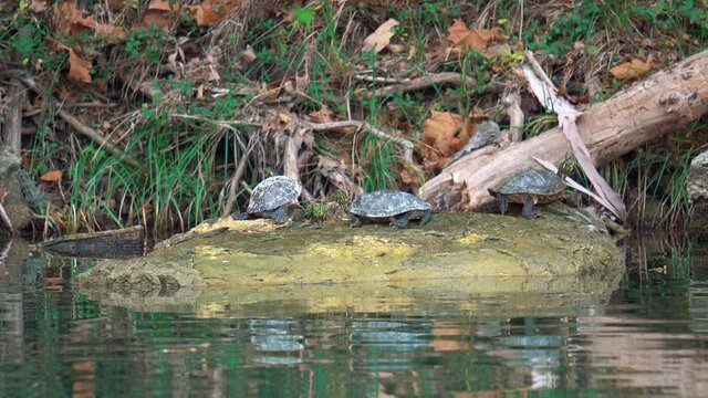 Group of cute Missouri river cooter (Pseudemys concinna matter) resting on rock of river,close up