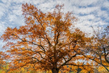 Huge oak tree in sunbeams
