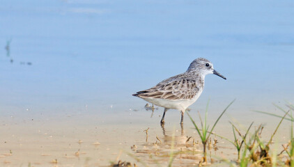 Obraz premium Little stint bird standing in the water. Calidris minuta. Erolia minuta. The little stint, is a very small wader. 