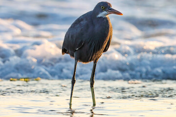 An egret on the beach. Egretta gularis. Western reef heron. Western reef egret.