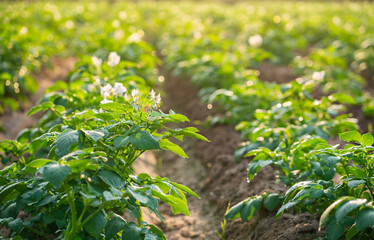 potato plant and white flowers in the field.
