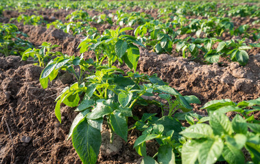 potato plant in the field.