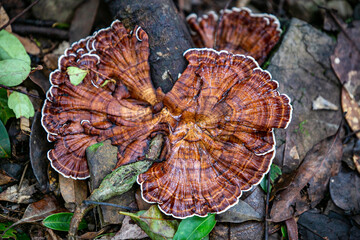 lingzhi mushroom in the forest of Thailand