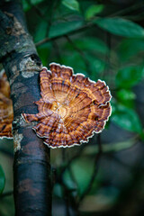 lingzhi mushroom in the forest of Thailand