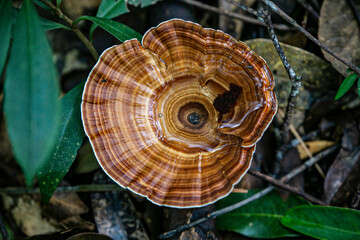 lingzhi mushroom in the forest of Thailand