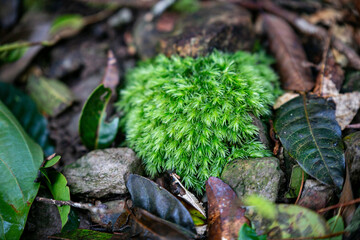 green moss on the ground