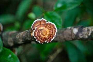lingzhi mushroom in the forest of Thailand