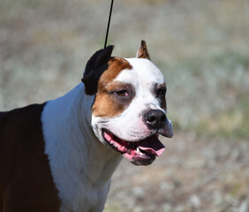 Pit bull dog in the summer during the day 